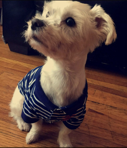 Lost Male Dog last seen Kedzie ave & Byron , Chicago, IL 60618