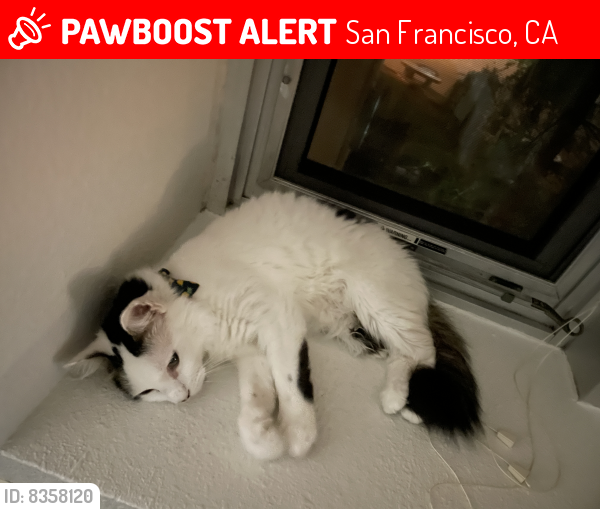 Lost Male Cat last seen Font blvd san francisco, San Francisco, CA 94102