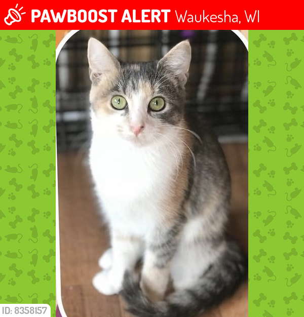 Lost Female Cat last seen Fox River Circle, Waukesha, WI 53189