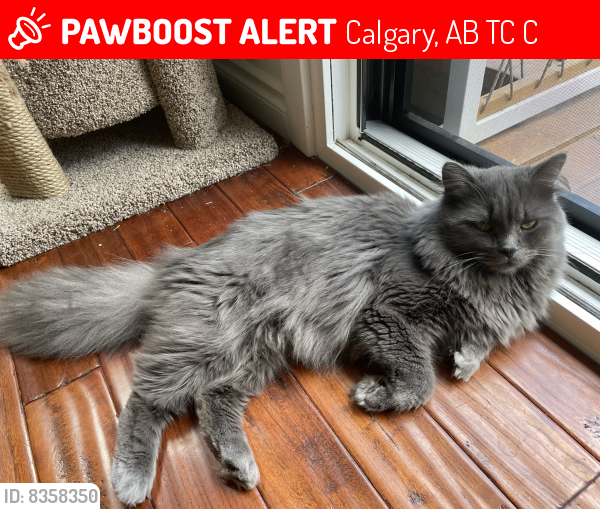 Lost Male Cat last seen Near Wildwood Dr SW, Calgary, AB T3C 3C6