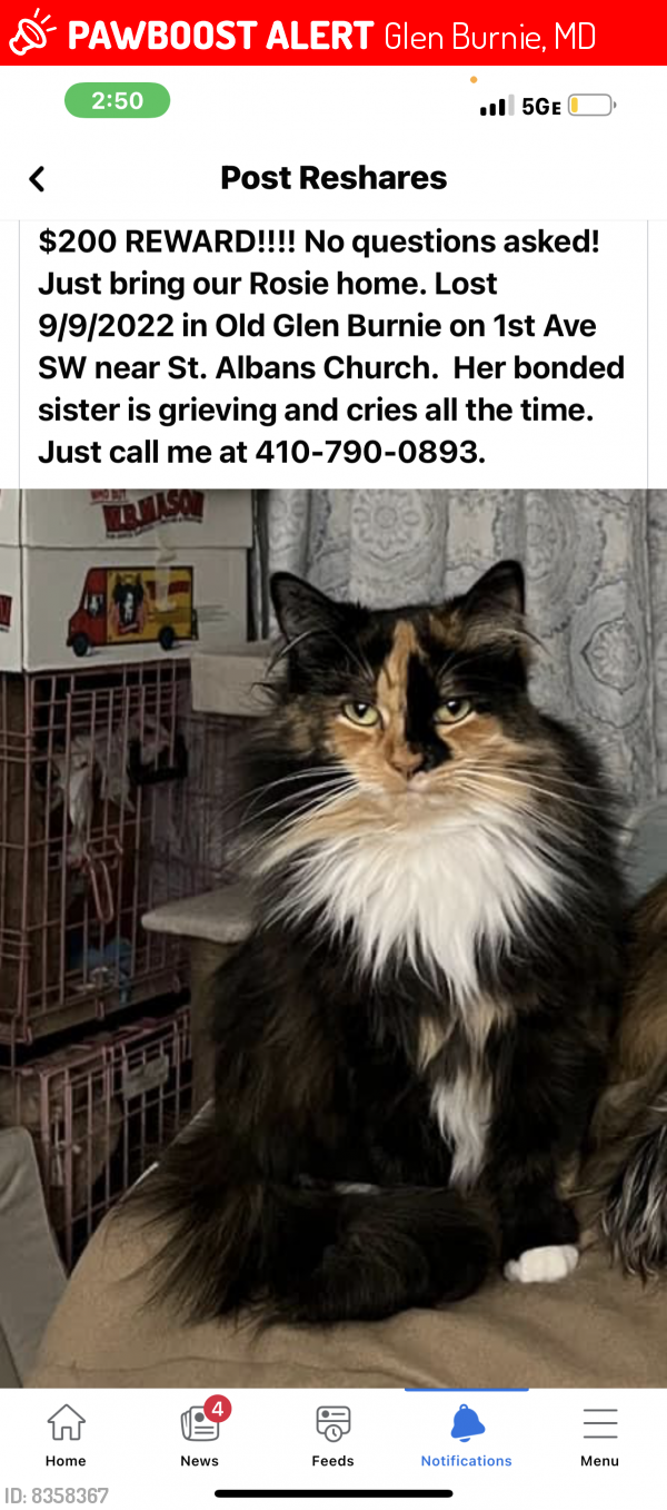 Lost Female Cat last seen 1st Ave SW 21061, Glen Burnie, MD 21061