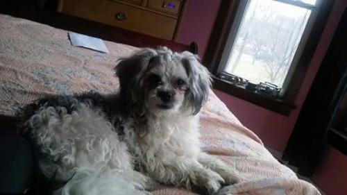 Lost Male Dog last seen Garfield and Wolcott , Chicago, IL 60609
