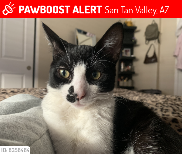 Lost Female Cat last seen Johnson Ranch Area , San Tan Valley, AZ 85143