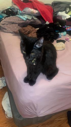Lost Male Cat last seen Duffy and southwest highway, Hometown, IL 60456