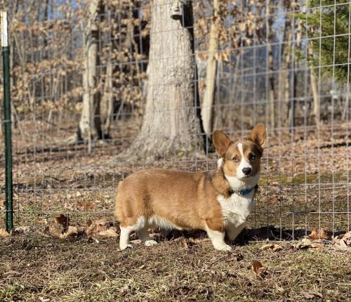 Lost Female Dog last seen Jamaica ave and Oak, Medford, NY 11763