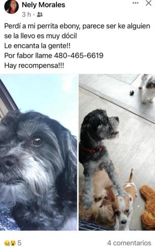 Lost Female Dog last seen Stapley and university dr, Mesa, AZ 85203