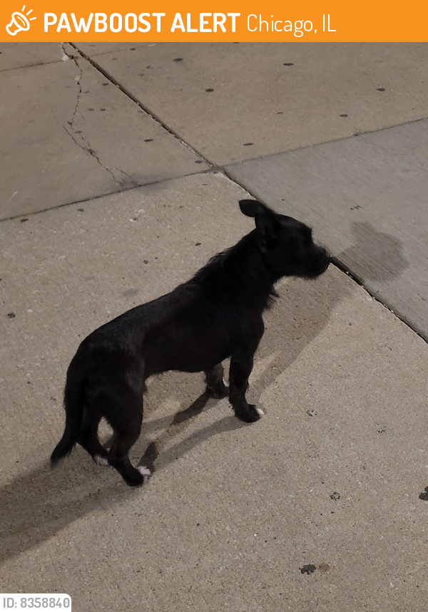 Found/Stray Male Dog last seen Fullerton and Lockwood, Chicago, IL 60604