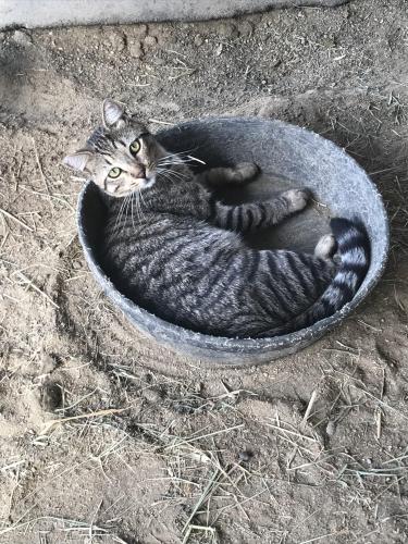 Lost Male Cat last seen Near Norco dr. Norco, Norco, CA 92860