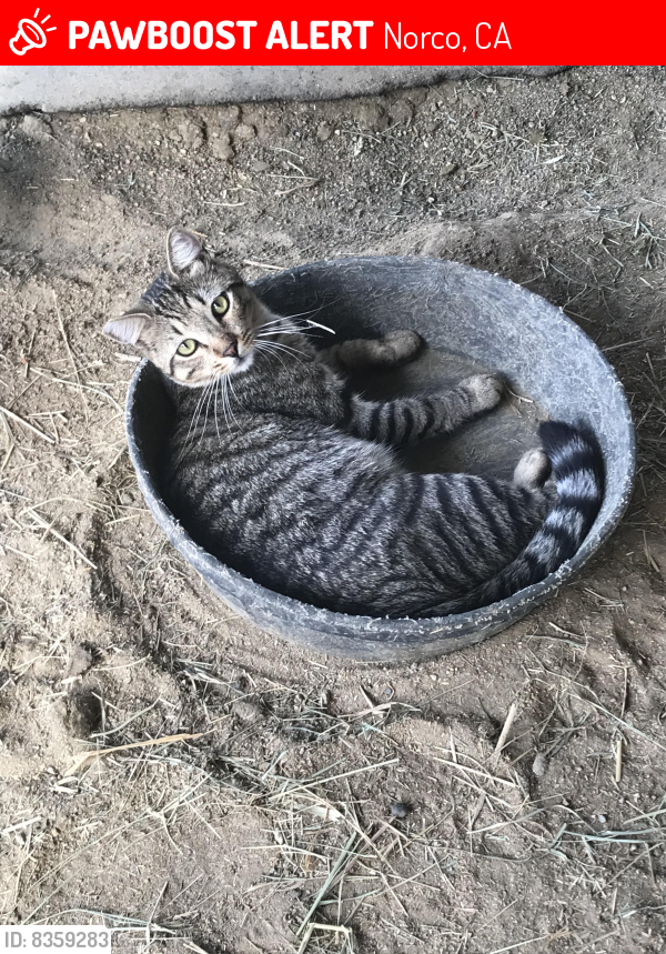 Lost Male Cat last seen Near Norco dr. Norco, Norco, CA 92860