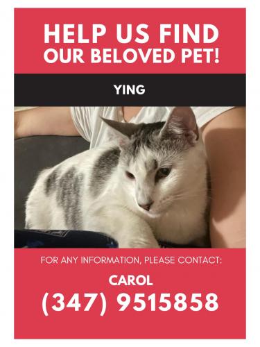 Lost Female Cat last seen miller place rd , Miller Place, NY 11764