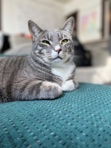 Lost Male Cat last seen 65th st and meinecke, Wauwatosa, WI 53213