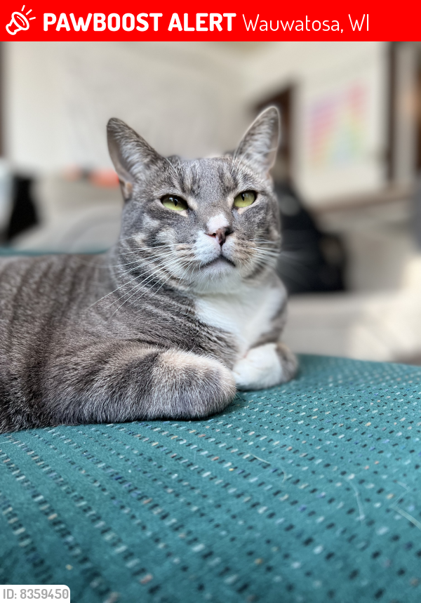 Lost Male Cat last seen 65th st and meinecke, Wauwatosa, WI 53213