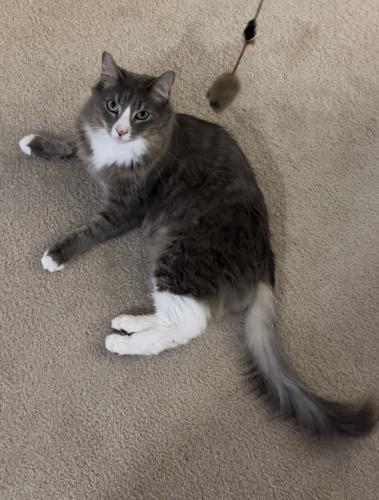 Lost Male Cat last seen Near Avalon Alameda, San Jose, CA 95126