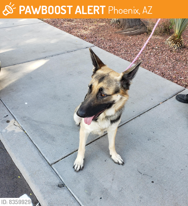 Found/Stray Female Dog last seen Between 51st Ave & 59th Ave, Phoenix, AZ 85024