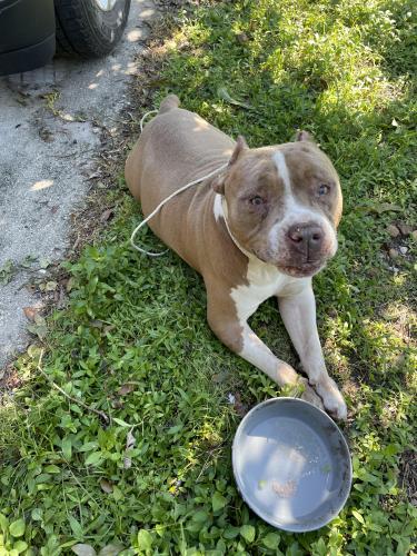 Found/Stray Male Dog last seen Near 19th pl sw naples fl 34116, Naples, FL 34116