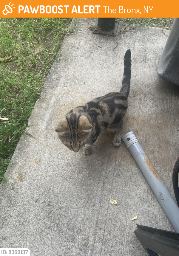 Found/Stray Unknown Cat last seen St Lawrence Avenue, East Tremont Ave, The Bronx, NY 10460