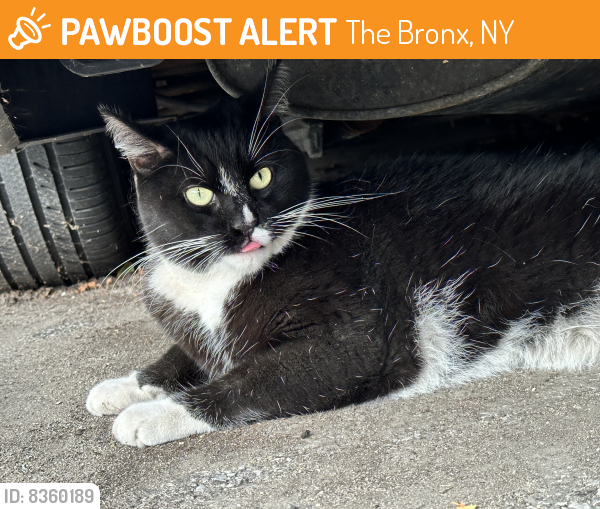 Found/Stray Unknown Cat last seen Delanoy @ Mace, The Bronx, NY 10469