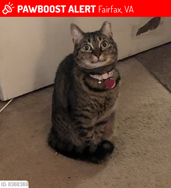 Lost Female Cat last seen Near penderview drive , Fairfax, VA 22033