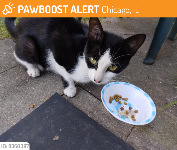 Surrendered Female Cat last seen North Paris Avenue, Chicago, IL, USA, near Hiawatha Park, Chicago, IL 60634