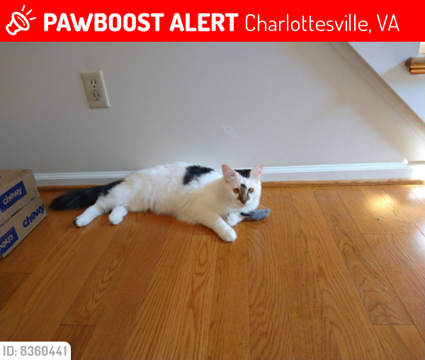 Lost Male Cat last seen Shady Grove , Charlottesville, VA 22902