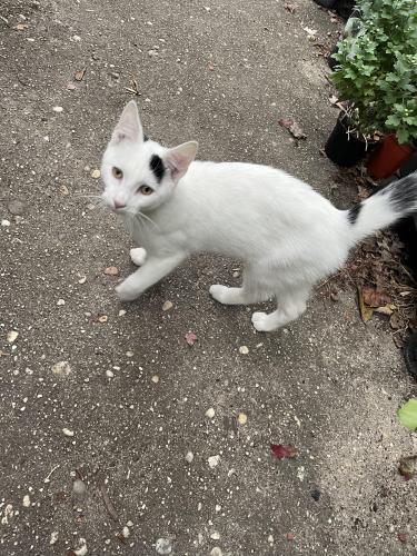 Found/Stray Male Cat last seen First Ave , Central Islip, NY 11722