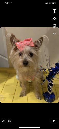 Lost Female Dog last seen Agusta and chicago, Chicago, IL 60651