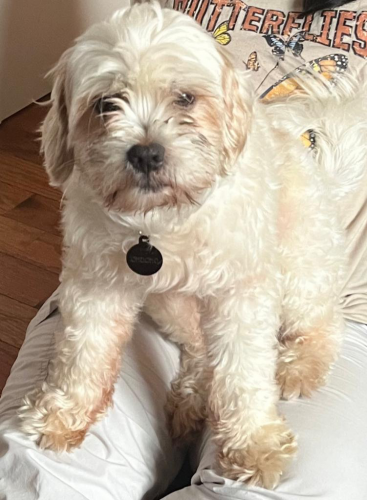 Lost Male Dog last seen Near st and 111 avenue Jamaica ny 11433, Queens, NY 11433