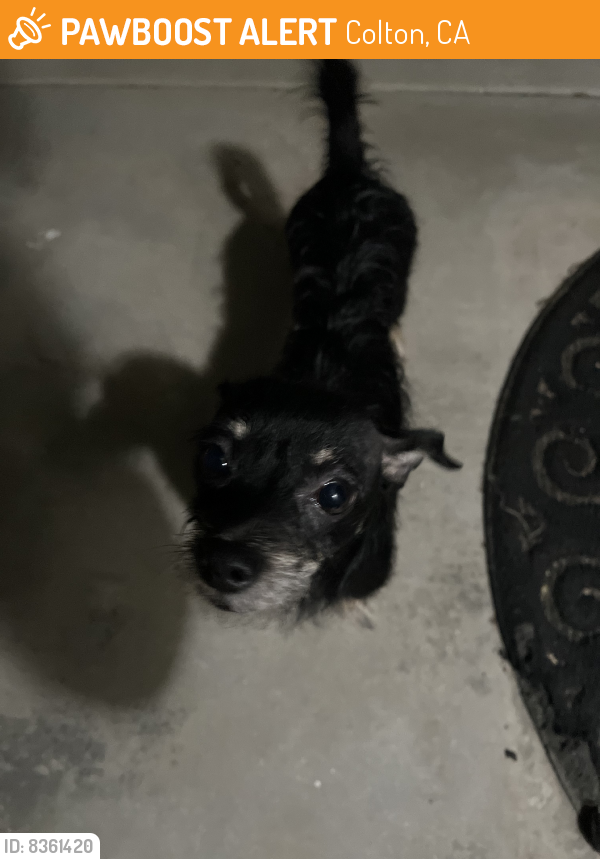 Found/Stray Male Dog last seen N Rancho Ave, Colton, CA 92410