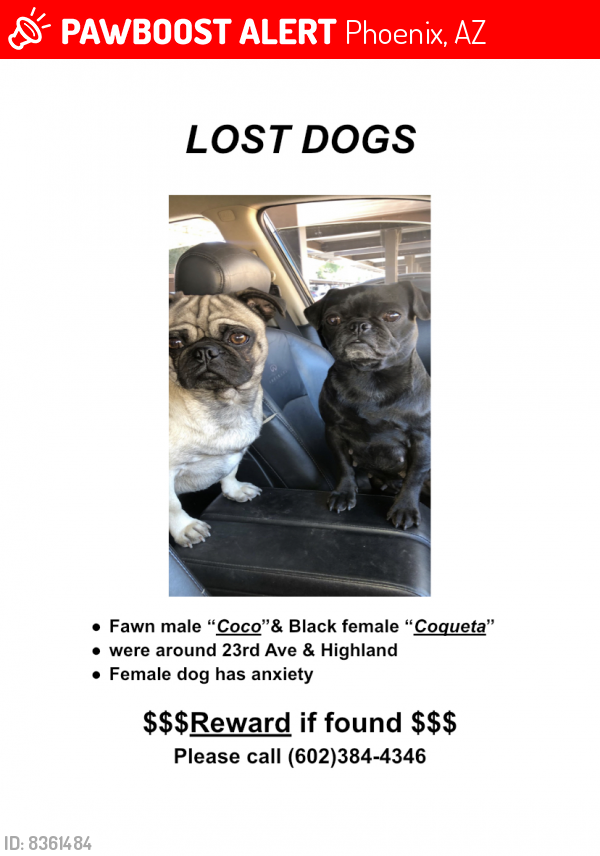 Lost Unknown Dog last seen Camelback & 23 avenue , Phoenix, AZ 85015