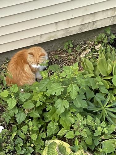 Found/Stray Unknown Cat last seen mozart and logan blvd, Chicago, IL 60647
