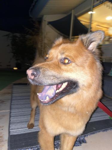 Found/Stray Male Dog last seen Country club & east balboa drive, Tempe, AZ 85282