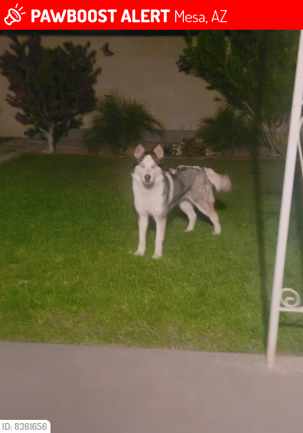 Lost Female Dog last seen Gilbert rd and Broadway rd , Mesa, AZ 85204
