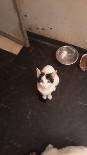 Lost Male Cat last seen Orchard street and also neperhand ave , Yonkers, NY 10703