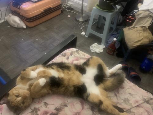 Lost Female Cat last seen Near 11 water edge dr, Queens, NY 11360