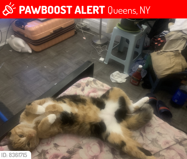 Lost Female Cat last seen Near 11 water edge dr, Queens, NY 11360