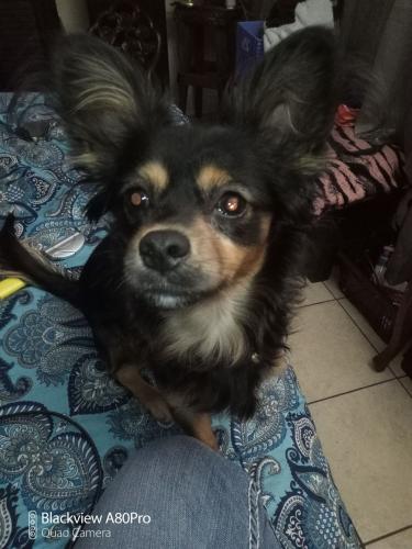 Lost Male Dog last seen 43rd ave and northern, Phoenix, AZ 85051