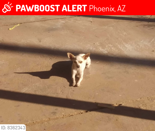 Lost Female Dog last seen Roosevelt & filmore , Phoenix, AZ 85008
