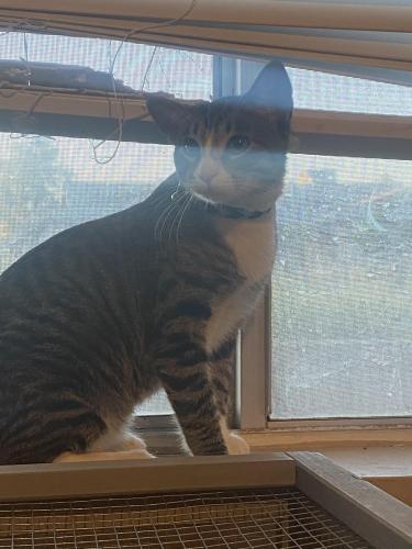 Lost Male Cat last seen 43rd Ave and Sweetwater , Phoenix, AZ 85029