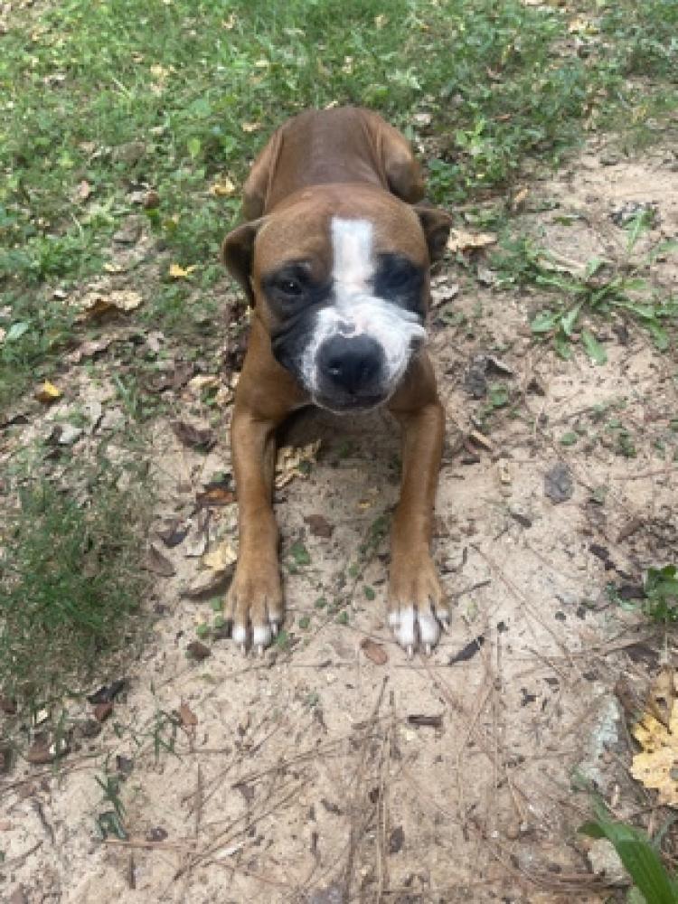 Shelter Stray Male Dog last seen Near Boggs Dr Stone Mountain, GA 30087, 30087, GA, Atlanta, GA 30341