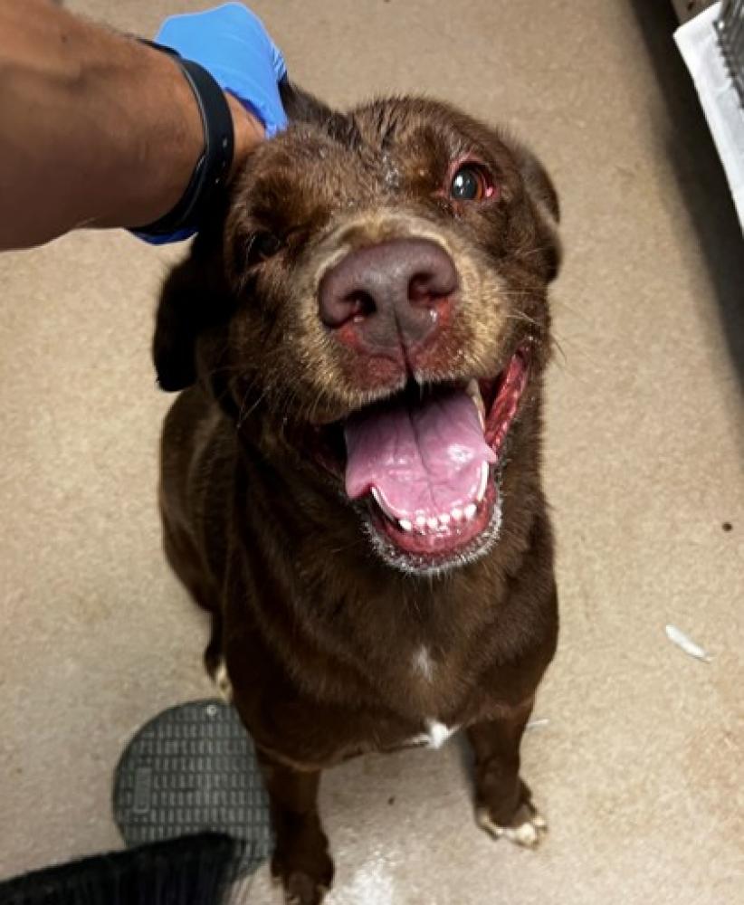 Shelter Stray Male Dog last seen Near Salem Meadows Ct, 30038, GA, Atlanta, GA 30341