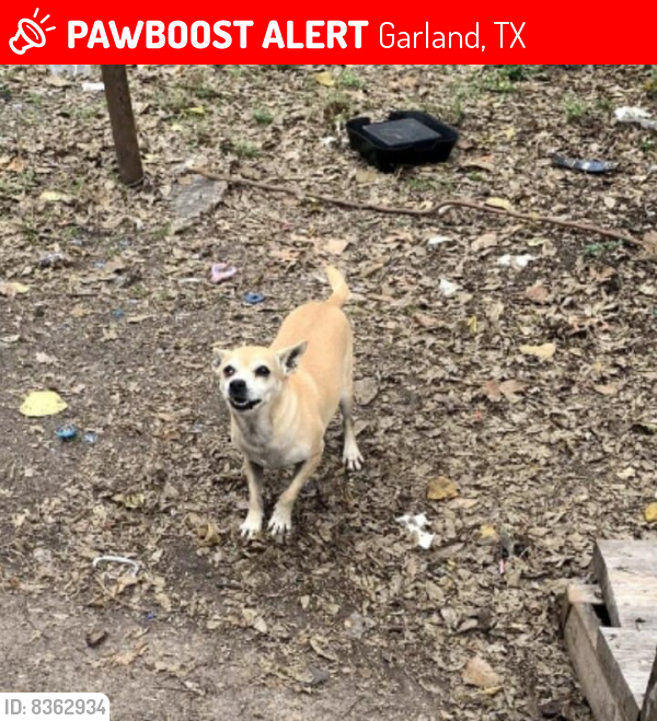 Lost Male Dog in Garland, TX 75042 Named Greety (ID: 8362934) | PawBoost