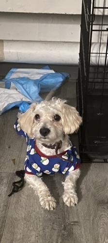 Lost Male Dog last seen North Broadway Yonkers NY 10701, Yonkers, NY 10701