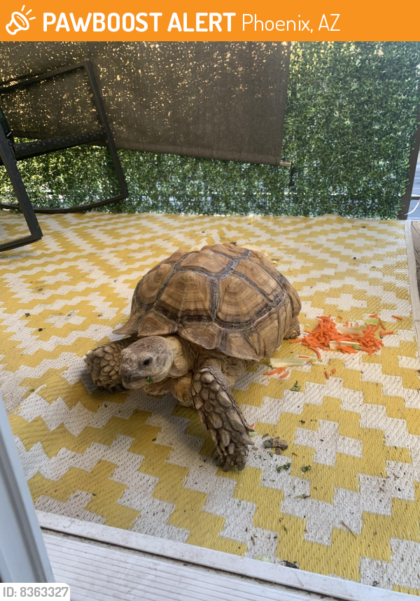 Found/Stray Unknown Reptile last seen 7th and Hatcher-ish, trying to cross the road , Phoenix, AZ 85020