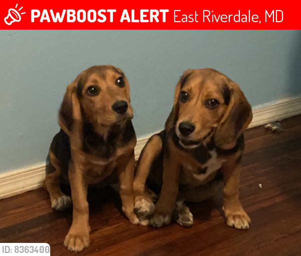 Lost Female Dog last seen Near 61st Ave , East Riverdale, MD 20737