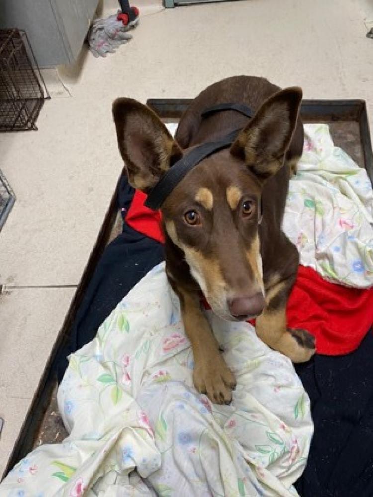 Shelter Stray Female Dog last seen Oakland, CA 94605, Oakland, CA 94601