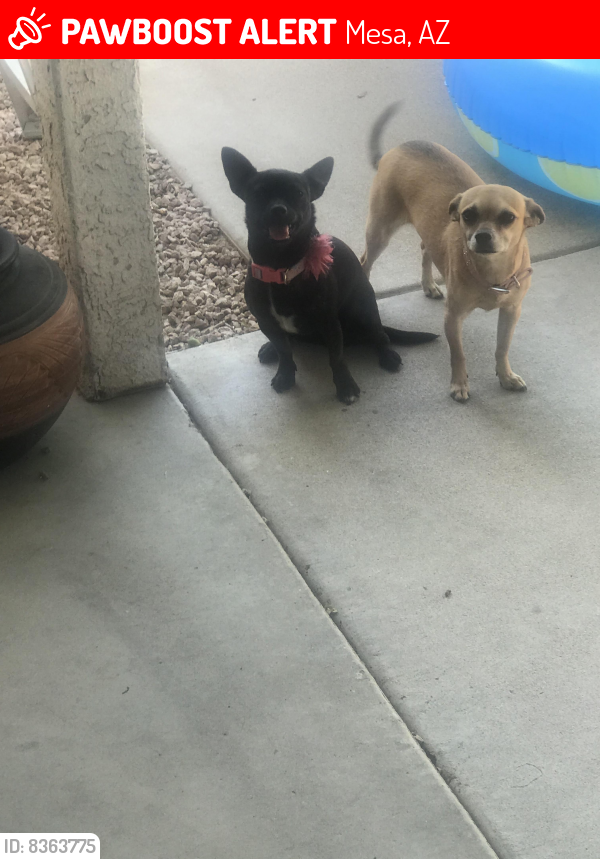 Lost Female Dog last seen Recker And McDowell Mesa Az, Mesa, AZ 85215