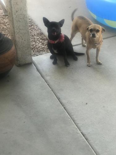 Lost Female Dog last seen Recker And McDowell Mesa Az, Mesa, AZ 85215