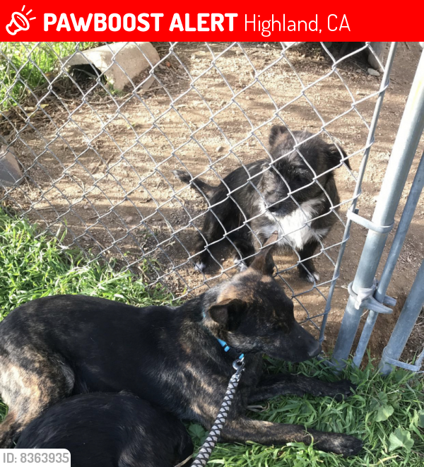 Lost Male Dog last seen Highland ave & Victoria ave, Highland, CA 92346