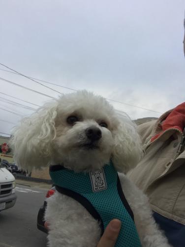 Found/Stray Male Dog last seen Corner of Lawton and 23rd Ave, San Francisco, CA 94122