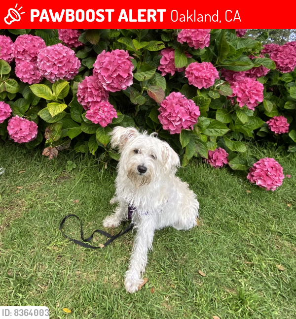 Lost Female Dog last seen Market street and 8th street Oakland, Oakland, CA 94607